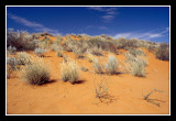 Dune rouge du Kalahari