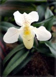  Orchid.jpg