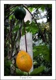 IMG_5827 Papaya Tree.jpg