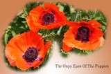 IMG_7730 Onyx Eyes Of The Poppies copy.jpg