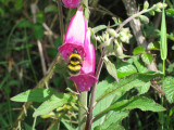 Huge bee on digitalis