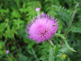 Thistle