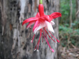 Pendientes de la Reina o Zarzillos (Fuchsias hybrida)