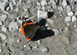 Wild butterfly