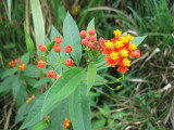 Etapa E:  Algodoncillo (Asclepias curassavica)