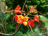 Clavelina (Caesalpinia pulcherrima)