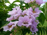 Reina de las flores (Lagerstroemia speciosa)