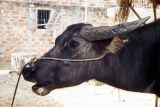 Water Buffalo