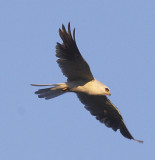 White-tailed Kite in flight