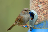 Dunnock, Oundle.