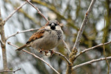 House Sparrow Thetford (Male).
