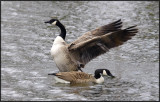 Canada Goose, Oundle.