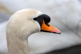 Mute Swan, Oundle