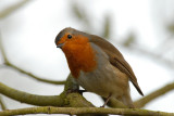 Robin, Barnwell Country Park, Oundle,