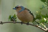 Chaffinch, Barnwell Country Park, Oundle.