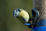 Blue tit, Barnwell Country Park, Oundle.