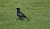 Raven, Barnwell Country Park, Oundle.