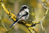 Long Tailed Tit, Barnwell Country Park, Oundle.
