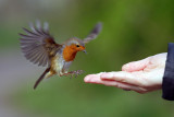 Robin, Barnwell Country Park, Oundle.