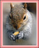 Squirrel, Belfairs Park, Leigh On Sea.