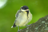 Baby Great Tit, Barnwell Country Park, Oundle.