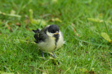 Baby Great Tit, Barnwell Country Park, Oundle.