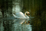 Mute Swan, Barnwell Country Park, Oundle.