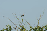 Cuckoo, Gunners Park, Shoeburyness,