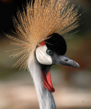 Grey Crowned Crane, Flamingo Hotel Las Vegas.
