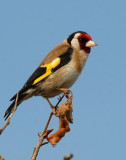 Goldfinch, Gunners Park, Shoeburyness.