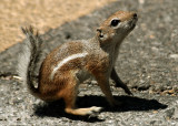 Antelope Squirrel, Hoover Dam, Las Vegas.