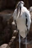 Wood Stork, Ugly Bird, Nice Smile. Seaworld, Orlando, Florida.