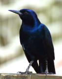 Boat Tailed Grackle, Busch Gardens, Tampa, Florida.