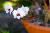 IMGP0273 Orchide.jpg