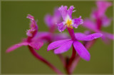 IMGP0427 Orchide.jpg