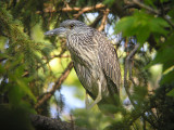 Yellow-crowned Night-heron