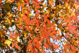 ex red yellow leaves on tree_MG_3935.jpg