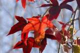 ex red leaves on tree_MG_3961.jpg