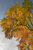 ex tall fall colorful tree_MG_3980.jpg
