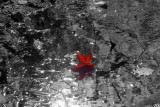 ex fighting for color leaf in water_MG_4000.jpg