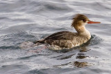 ex duck like bird by aquarium grebe? detail_MG_7454.jpg