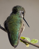 bird hummingbird branch 8231.jpg
