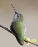 bird hummingbird green 8237.jpg