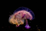 ex flower hat jellyfish_MG_7245.jpg