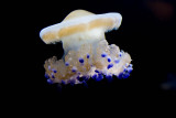 ex blue nodule jellyfish_MG_7281.jpg