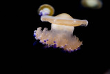 ex egg jellyfish_MG_7277.jpg