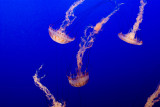 ex white upside down jellyfish bunch _MG_7285.jpg