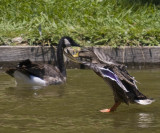 duck landing feet just touching the water no splahs_MG_8820.jpg
