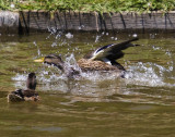  duck landing on water with a splash_MG_8821.jpg