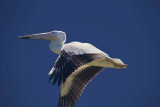 white pelican from side_MG_8877-2.jpg